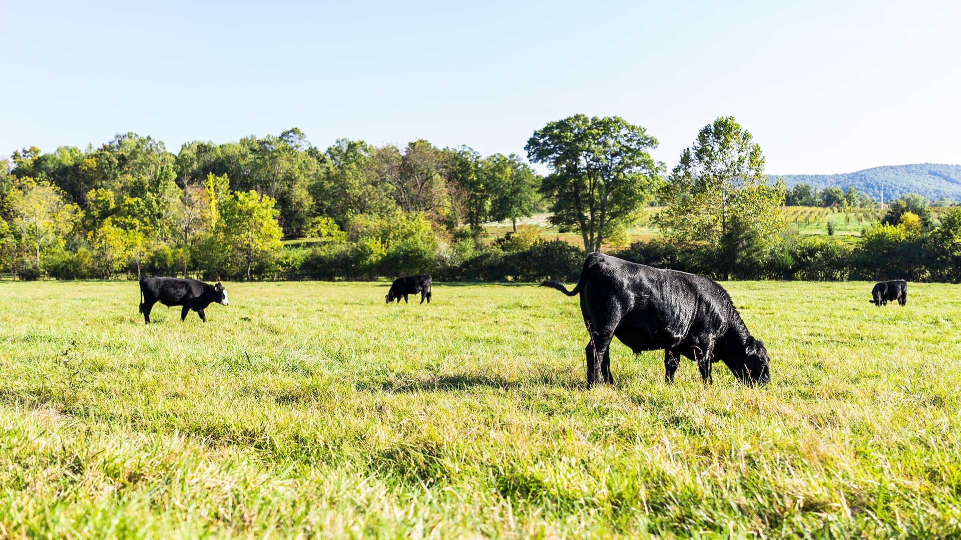 HG Meats Goodland VA Meat Processing